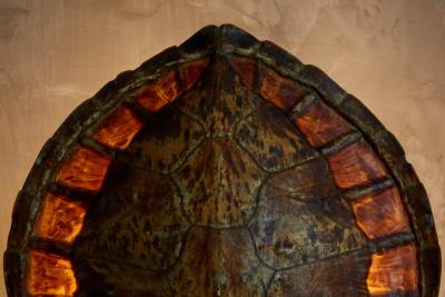  Christian Dior Christian Dior Turtle Shell Table Lamp France 1970s