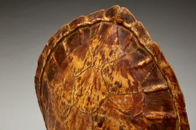  Christian Dior Christian Dior Turtle Shell Table Lamp France 1970s