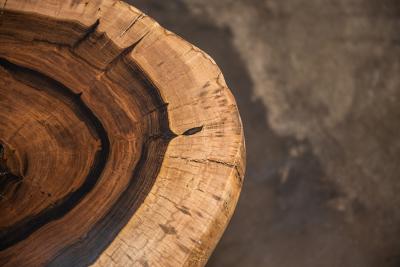  Costantini Design Carved Live Edge Solid Wood Trunk Table 31 by Costantini Francisco in Stock