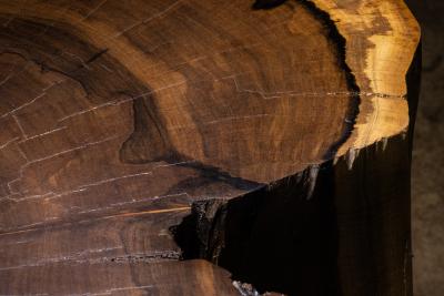  Costantini Design Carved Trunk Solid Exotic Wood Live Edge Table 41 from Costantini Francisco