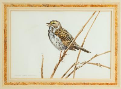  David Kerr English Victorian Bird Watercolor 38