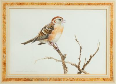  David Kerr English Victorian Bird Watercolor 39