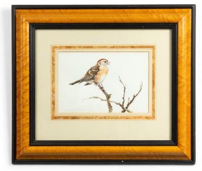  David Kerr English Victorian Bird Watercolor 39