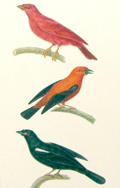  EMILE THEOPHILE BLANCHARD EMILE THEOPHILE BLANCHARD FRENCH 1795 1860 BIRD STUDY