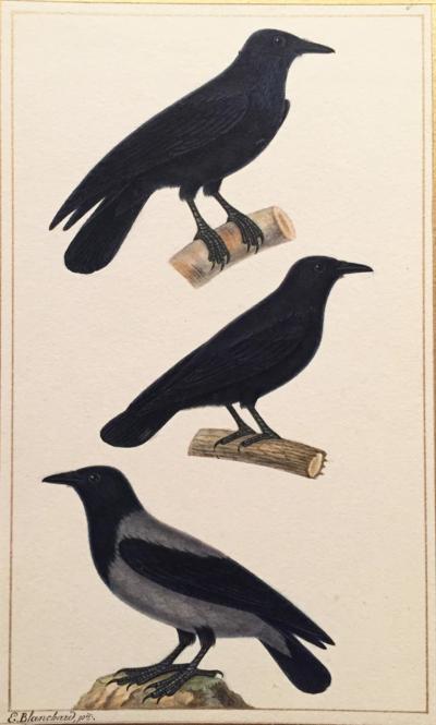  EMILE THEOPHILE BLANCHARD EMILE THEOPHILE BLANCHARD FRENCH 1795 1860 RAVEN CARRION CROW HOODED CROW
