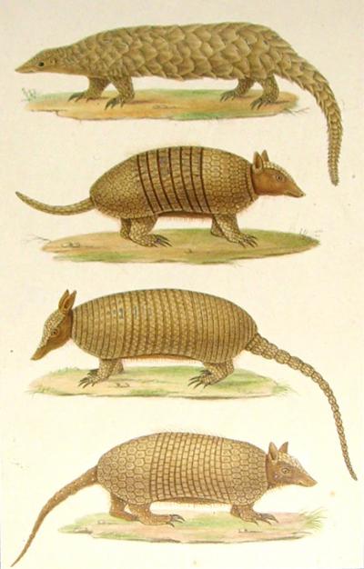  EMILE THEOPHILE BLANCHARD GIANT ANTEATER SIX BANDED ARMADILLO LONG TAILED ARMADILLO