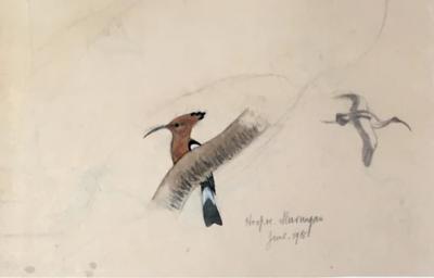  GEORGE MORRISON REID HENRY COLLECTED FIELD STUDIES OF BIRDS 