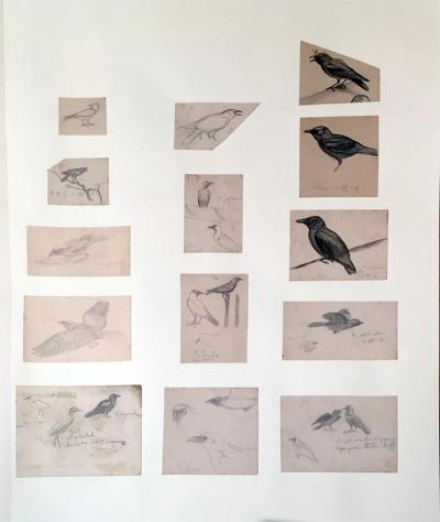  GEORGE MORRISON REID HENRY COLLECTED FIELD STUDIES OF BIRDS 