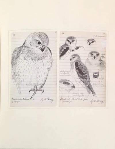 GEORGE MORRISON REID HENRY COLLECTED FIELD STUDIES OF ENGLISH AND RHODESIAN BIRDS