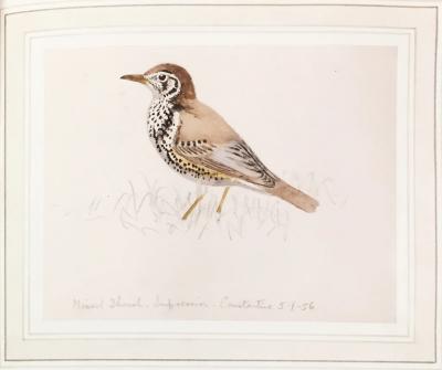GEORGE MORRISON REID HENRY COLLECTED FIELD STUDIES OF ENGLISH AND RHODESIAN BIRDS