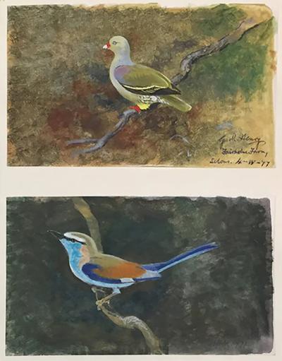  GEORGE MORRISON REID HENRY COLLECTED FIELD STUDIES OF ENGLISH AND RHODESIAN BIRDS 