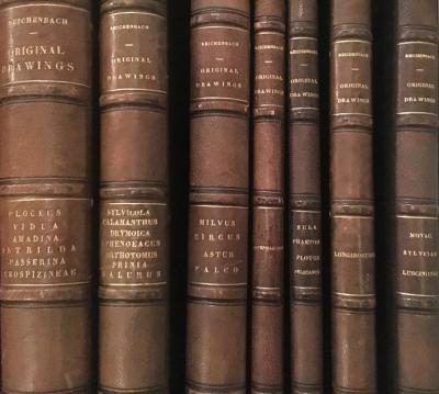  HEINRICH GOTTLIEB LUDWIG REICHENBACH ORIGINAL WATERCOLOR DRAWINGS FOR DIE VOLLST NDIGSTE