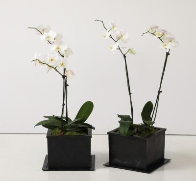  IBU IBU Sand Cast Bronze Planters Custom Bronze Trays France signed numbered