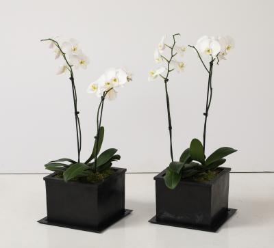  IBU IBU Sand Cast Bronze Planters Custom Bronze Trays France signed numbered