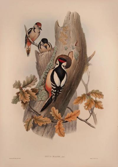  J H C Richter WOLF Picus Major Spotted Woodpecker by J H C Richter WOLF