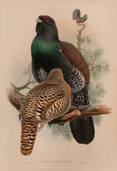  J H C Richter WOLF Tetrao Urogallus Western Capercaillie by J H C Richter WOLF