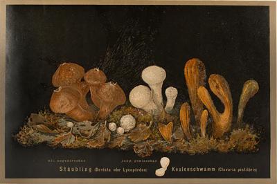  J KAMMERER Mushrooms by J KAMMERER 