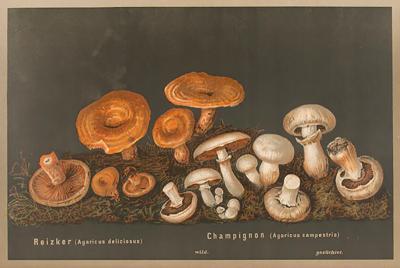  J KAMMERER Mushrooms by J KAMMERER