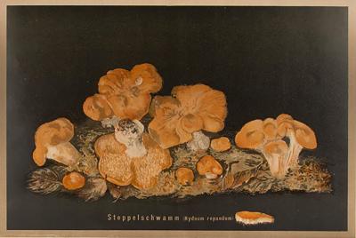  J KAMMERER Mushrooms by J KAMMERER