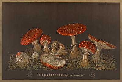  J KAMMERER Mushrooms by J KAMMERER