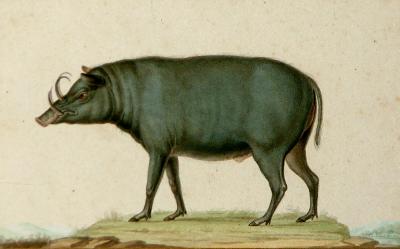  JEAN GABRIEL PRETRE JEAN GABRIEL PRETRE FRENCH FL 1824 1840 BOAR STUDY
