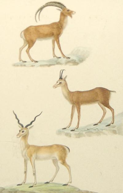  JEAN GABRIEL PRETRE JEAN GABRIEL PRETRE FRENCH FL 1824 1840 GAZELLE AND ANTELOPE