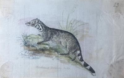  JOSEPH WOLF A COLLECTION OF 44 WATERCOLORS OF BIRDS AND ANIMALS