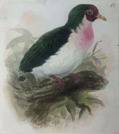  JOSEPH WOLF A COLLECTION OF 44 WATERCOLORS OF BIRDS AND ANIMALS