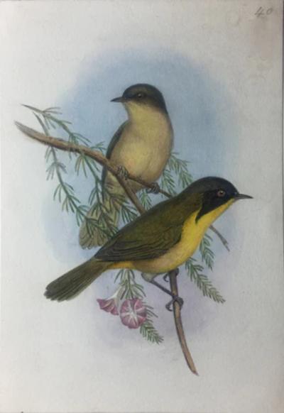  JOSEPH WOLF A COLLECTION OF 44 WATERCOLORS OF BIRDS AND ANIMALS