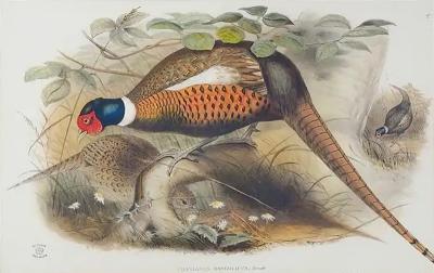  John Gould H C Richter John Gould Henry Constantine Richter Birds of England Pheasant Print