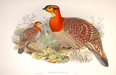  John H C Richter GOULD Ceriornis Blythii Blyths Horned Pheasant by John H C Richter GOULD