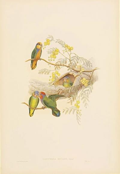  John H C Richter GOULD Nasiterna Bruijnii Parakeet by John W Hart GOULD