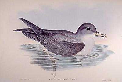  John H C Richter GOULD Procellaria hasitata Great Grey Petrel by John H C Richter GOULD