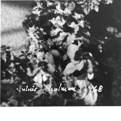  Julius Shulman Original Julius Shulman Photo Frey Residence Print 1990s