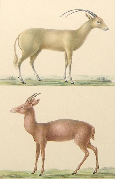  LOUIS OUDART PAUL LOUIS OUDART FRENCH 1796 1850 ANTELOPE STUDY