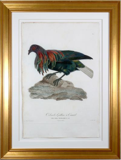  Madame Antoinette Pauline Knip Madam Knipp Engravings of A Pigeon Plate 2 Columba Nicobarica