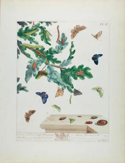  Moses Harris Butterflies Moths A 1st Ed Hand colored 18th C Engraving by M Harris