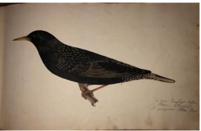  NIELS KJAERBOLLING FORGOG TILE N AFBILDNING AF DANSKE SANGFUGLE