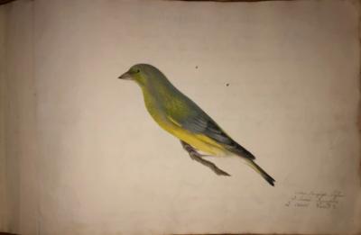  NIELS KJAERBOLLING FORGOG TILE N AFBILDNING AF DANSKE SANGFUGLE