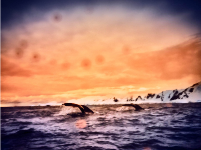  Osceola Refetoff Whale Spotting Kinematic Pinhole Exposure Antarctica 2020