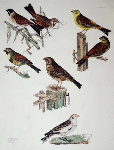  PRIDEAUX JOHN SELBY COMMON YELLOW REED CIRL TAWNY BUNTING PLT LIL