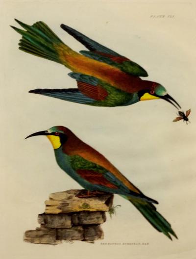  PRIDEAUX JOHN SELBY PRIDEAUX JOHN SELBY 1788 1867 BEE EATERS EUROPEAN MALE FEMALE PLT XLI
