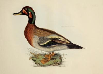  PRIDEAUX JOHN SELBY PRIDEAUX JOHN SELBY 1788 1867 BIMACULATED DUCK MALE PLT