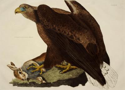  PRIDEAUX JOHN SELBY PRIDEAUX JOHN SELBY 1788 1867 CINEREOUS OR SEA EAGLE FEMALE PLT III