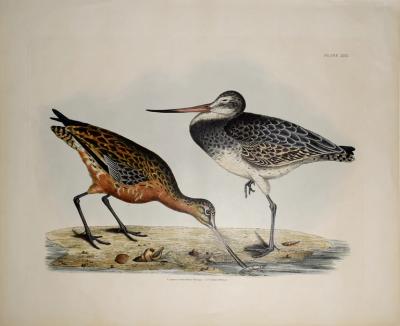  PRIDEAUX JOHN SELBY PRIDEAUX JOHN SELBY 1788 1867 COMMON GODWIT WINTER PLUMAGE PLT XXII