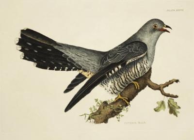  PRIDEAUX JOHN SELBY PRIDEAUX JOHN SELBY 1788 1867 CUCKOO MALE PLT XXXVII