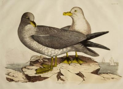  PRIDEAUX JOHN SELBY PRIDEAUX JOHN SELBY 1788 1867 FULMAR PETREL PLT CII