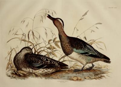  PRIDEAUX JOHN SELBY PRIDEAUX JOHN SELBY 1788 1867 GARGANEY TEAL MALE FEMALE PLT LIII