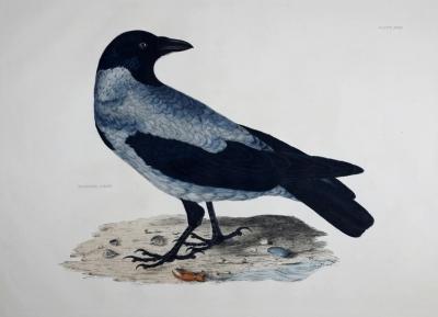  PRIDEAUX JOHN SELBY PRIDEAUX JOHN SELBY 1788 1867 HOODED CROW PLT XXIX