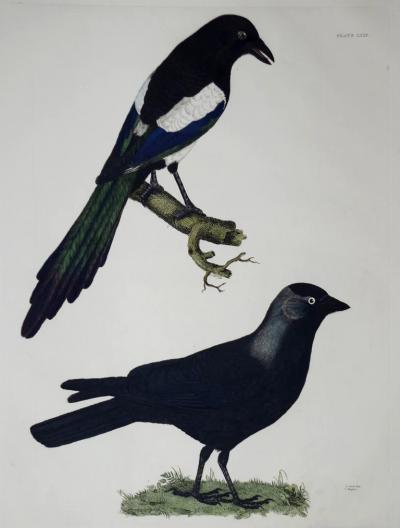  PRIDEAUX JOHN SELBY PRIDEAUX JOHN SELBY 1788 1867 JACK DAW MAGPIE PLT XXXI